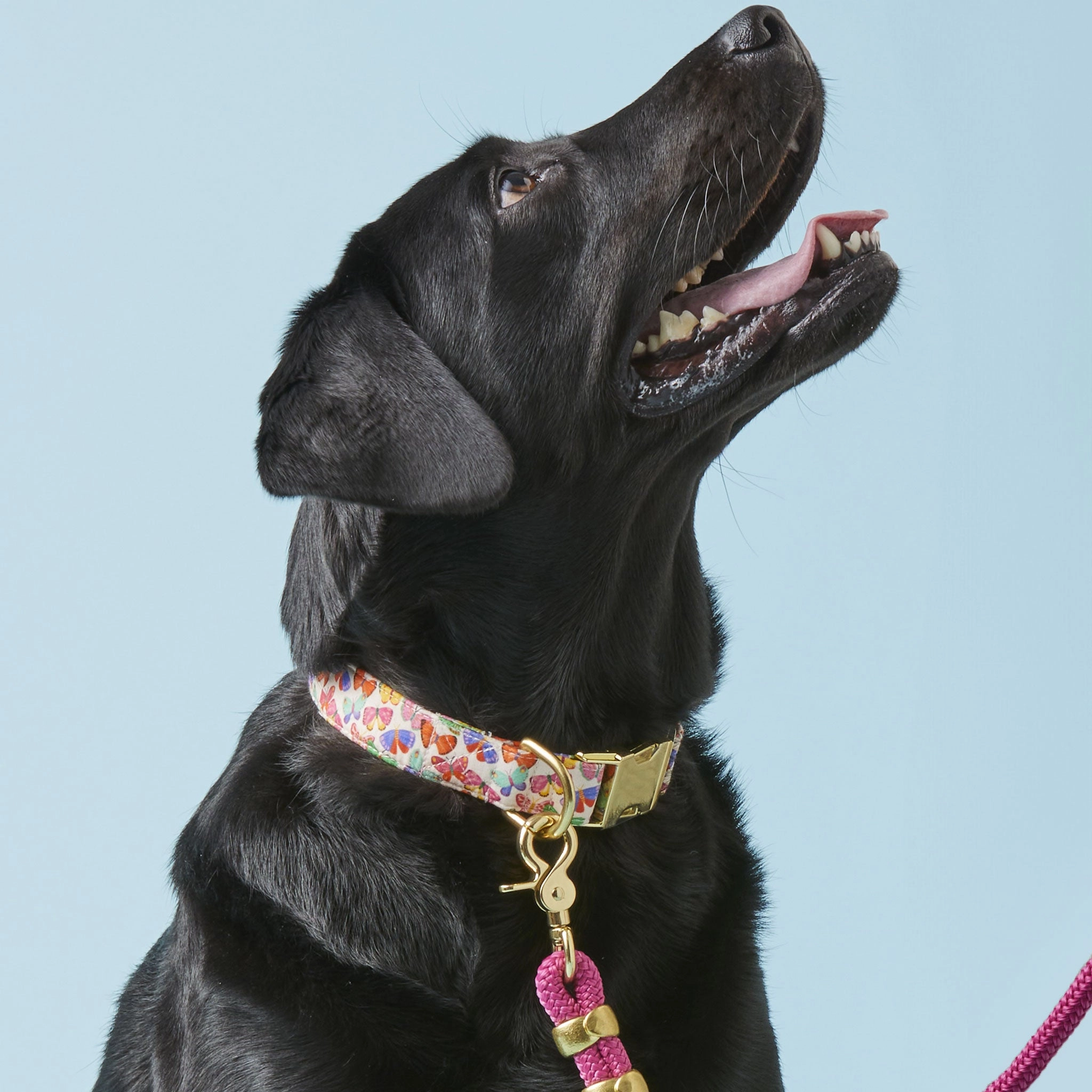 The Foggy Dog Collar - Butterflies